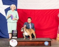 Bulldog #23 Thur WD Judge Sulie Greendale Paveza