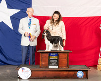 Cavalier King Charles Spaniel #7 Thur BOB WD Judge Dr Anthony DiNardo