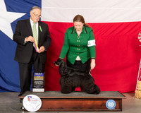 Cocker Spaniel Black #5 Thur BOB Judge John Wade