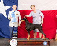 Doberman Pinscher #22 Thur G1 Judge Dr Anthony DiNardo
