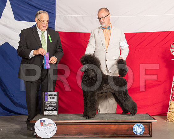 Poodle Standard #10 Thur WB Judge John Wade-SSR_0082-HR3