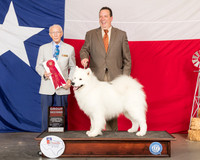 Samoyed #5 Thur G2 Judge Dr Anthony DiNardo