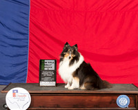 Shetland Sheepdog #R025 Thur RNovB New Title