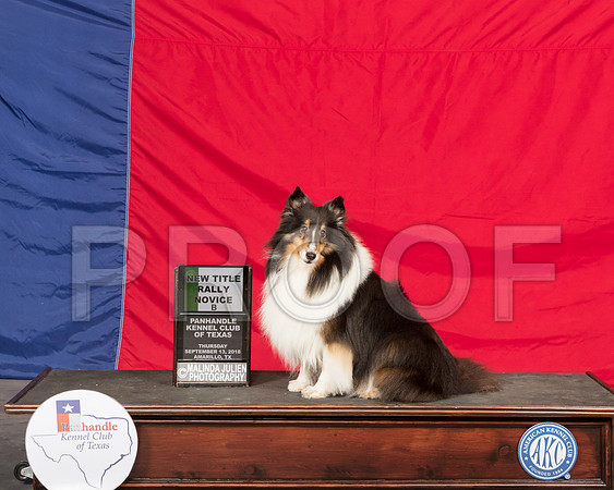 Shetland Sheepdog #R025 Thur RNovB New Title-SSR_0026-HR3