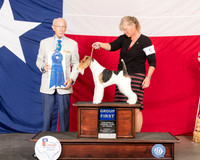 Wire Fox Terrier #5 Thur G1 Judge Dr Anthony DiNardo