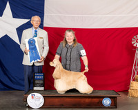 Cocker Spaniel ASCOB #7 Thur G1 Judge Dr Anthony Dinnardo