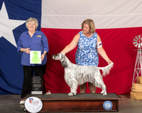 English Setter #6 Thur OHG2 Judge Claudia Seaberg