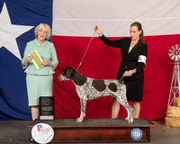 German Shorthaired Pointer #5 Thur Judge Sulie Greendale Pavenza