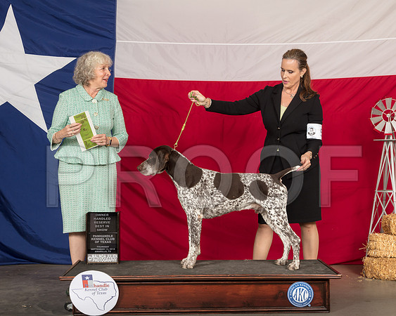 German Shorthaired Pointer #5 Thur Judge Sulie Greendale Pavenza-SSR_0176-HR3