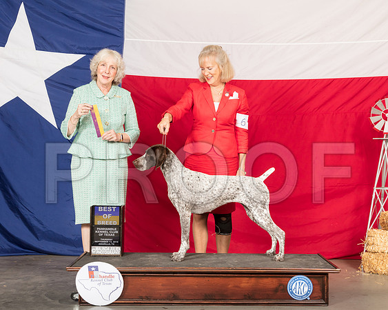 German Shorthaired Pointer #6 Thur BOB Judge Sulie Greendale Paveza-SSR_0136-HR3