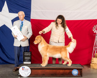 Golden Retriever #8 Thur G4 Judge Dr Anthony Dinnardo