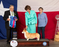 Pembroke Welsh Corgi #5 Thur RBIS Judge John Wade