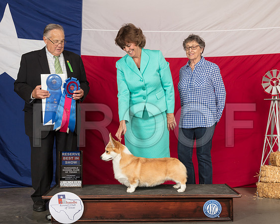 Pembroke Welsh Corgi #5 Thur RBIS Judge John Wade-SSR_0158-HR3