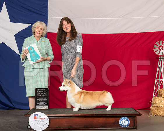 Pembroke Welsh Corgi #7 Thur OHBIS Judge Sulie Greendale Pavenza-SSR_0170-HR3