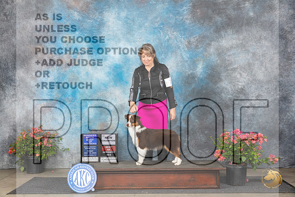 Miniature American Shepherd #16 Fri WBBOWBOSCH Judge Paul F Willhauck__JP_4011_San Antonio_2024_HR3