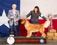 Golden Retriever #16 Fri BOW Judge Dr Anthony D DiNardo