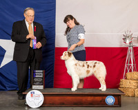 Australian Shepherd #10 Fri WB Judge John Wade
