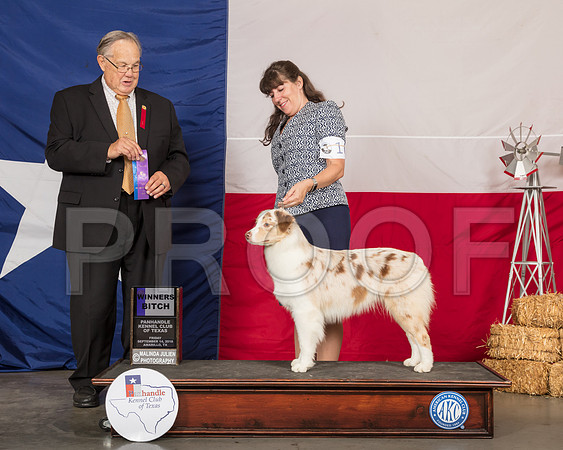 Australian Shepherd #10 Fri WB Judge John Wade-SSR_0313-HR3