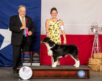 Australian Shepherd #9 Fri BOS BOW OH Judge John Wade