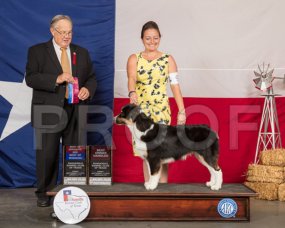 Australian Shepherd #9 Fri BOS BOW OH Judge John Wade-SSR_0309-HR3