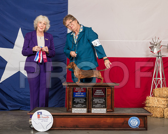 Dachshund Smooth #10 BOW BOS OH Judge Sulie Greendale Paveza-SSR_0325-HR3