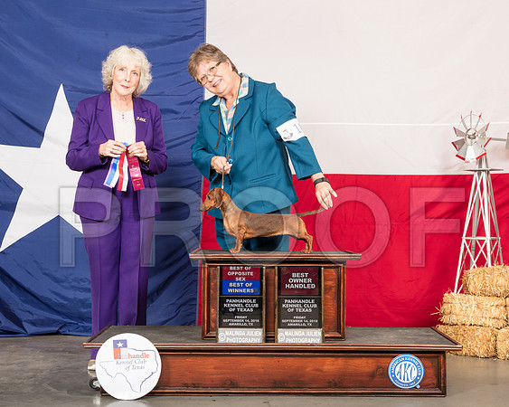 Dachshund Smooth #10 BOW BOS OH Judge Sulie Greendale Paveza-SSR_0327-HR3