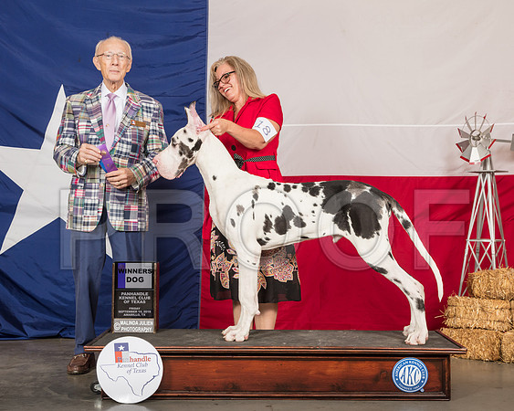 Great Dane #17 Fri WD Judge Dr Anthony D DiNardo-SSR_0337-HR3