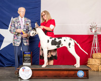 Great Dane #18 Fri BOB Judge Dr Anthony D DiNardo