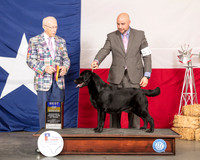 Labrador Retriever #11 Fri BOB Judge Dr Anthony D DiNardo