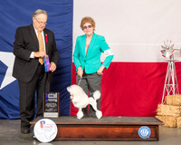 Poodle Toy #14 Fri WB Maj Judge John Wade