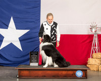 Border Collie Kay Scott