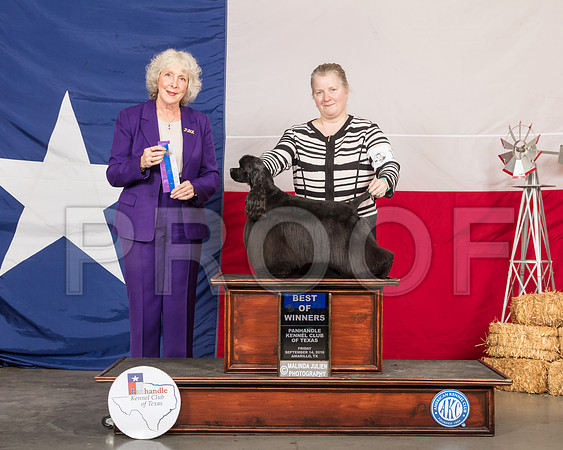 Cocker Spaniel #14 Fri BOW Judge Sulie Greendale Paveza-SSR_0370-HR3