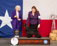 Cocker Spaniel #5 Fri BOB Judge Sulie Greendale Paveza