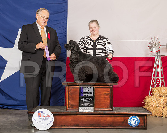 Cocker Spaniel Black #7 Fri WD Maj Judge John Wade-SSR_0357-HR3