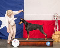 Doberman Pinscher Lynette Barnes