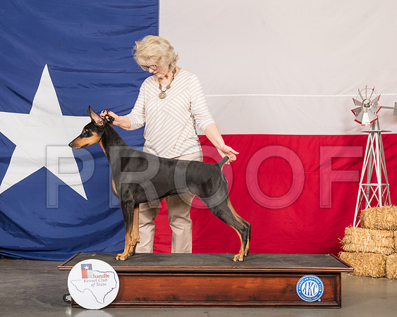 Doberman Pinscher Lynette Barnes-SSR_0392-HR3