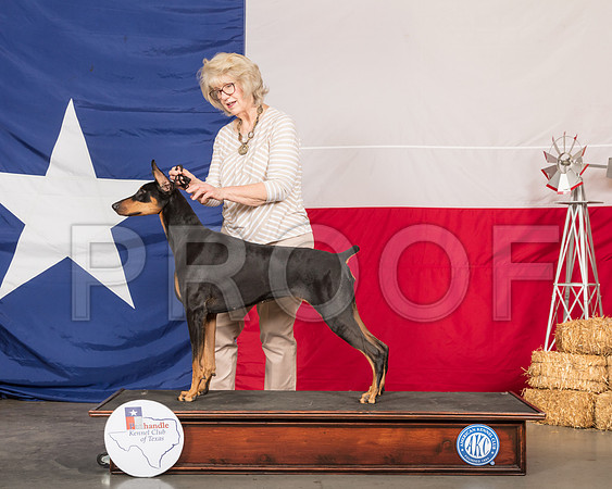 Doberman Pinscher Lynette Barnes-SSR_0395-HR3