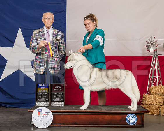 Siberan Husky #17 Fri BOB OH Judge Dr Anthony DiNardo-SSR_0361-HR3