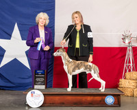 Whippet #15 Fri BOW WD Judge Sulie Greendale Paveza