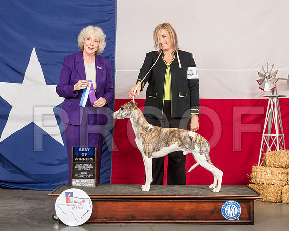 Whippet #15 Fri BOW WD Judge Sulie Greendale Paveza-SSR_0383-HR3