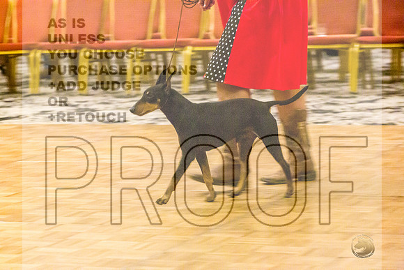Manchester Terrier MTOY Candids-JJL_2220-Hstn2022_HR3