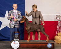 Doberman Pinscher #15 Fri Judge Dr Anthony D DiNardo