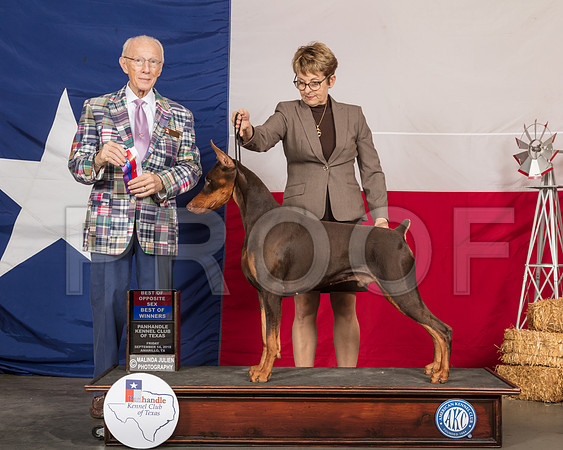 Doberman Pinscher #15 Fri Judge Dr Anthony D DiNardo-SSR_0472-HR3