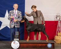 Doberman Pinscher #18 Fri Judge Dr Anthony D DiNardo
