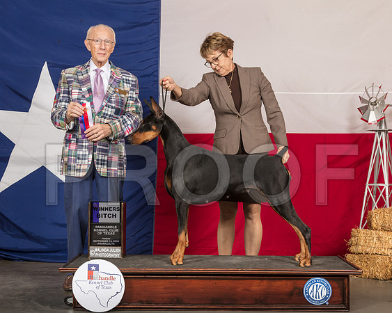 Doberman Pinscher #18 Fri Judge Dr Anthony D DiNardo-SSR_0473-HR3
