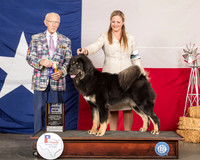Tibetan Mastiff #6 Fri BOB Maj NCh Judge Dr Anthony D DiNardo