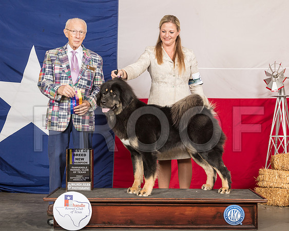 Tibetan Mastiff #6 Fri BOB Maj NCh Judge Dr Anthony D DiNardo-SSR_0465-HR3