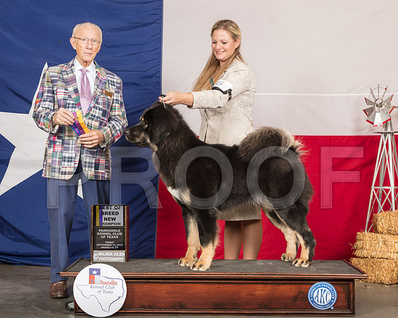Tibetan Mastiff #6 Fri BOB Maj NCh Judge Dr Anthony D DiNardo-SSR_0466-HR3