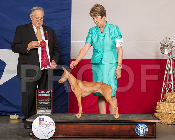 Cirneco dell’Etna #6 Fri G2 Judge John Wade-SSR_0491-HR3