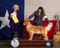 Golden Retreiver #8 Fri G3 Judge Sulie Greendale Paveza